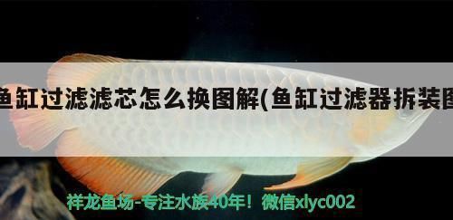 鱼缸滤芯怎么安装：鱼缸滤芯怎么安装详情 鱼缸百科 第3张