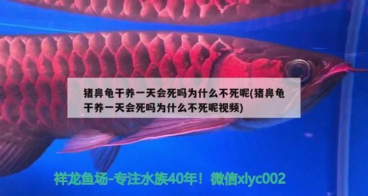 猪鼻龟20度会死吗：猪鼻龟干养一天会死吗 猪鼻龟百科 第6张