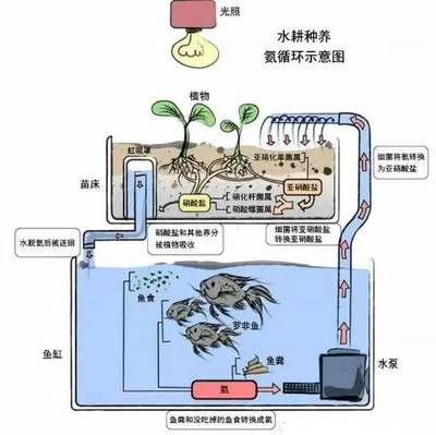 鱼缸虹吸原理图视频教程：鱼缸虹吸原理图教程详情 鱼缸百科 第5张