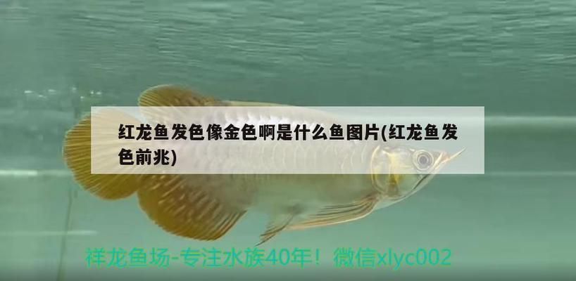 红龙鱼发色像金色啊怎么回事啊：如何通过饮食改善红龙鱼发色 红龙鱼百科 第4张