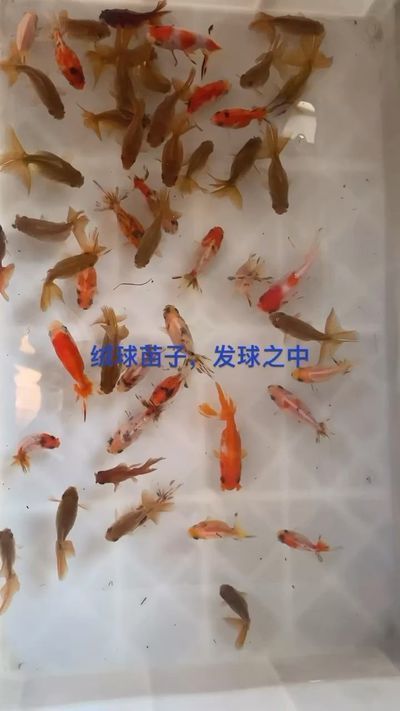 许昌龙鱼专卖店：许昌哪里有卖中国斗鱼的地方 全国观赏鱼市场 第4张