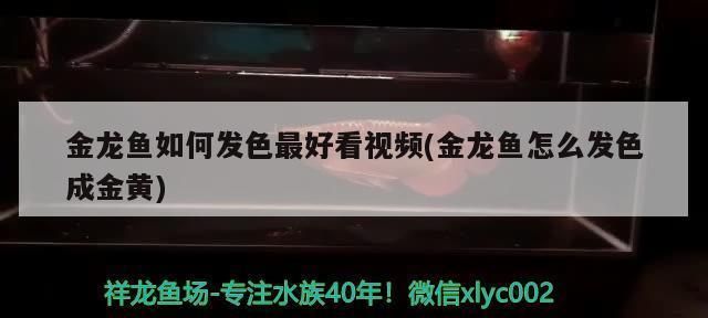 过背金龙鱼怎么发色好看：如何让过背金龙鱼发色好看