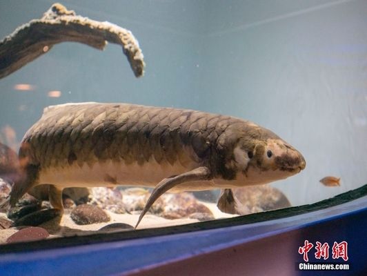 金龙鱼爱吃什么鱼食：关于金龙鱼的问题 水族问答 第2张