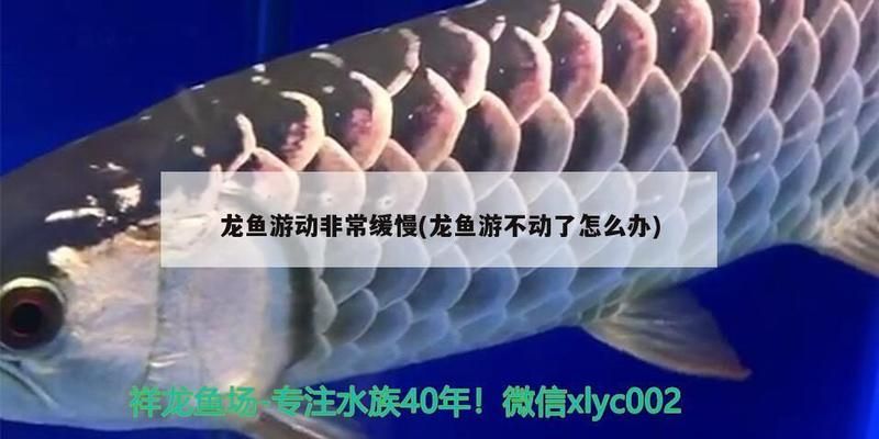 红龙鱼不爱游动尾巴下坠：红龙鱼不爱游动尾巴下坠怎么办 红龙鱼百科 第4张