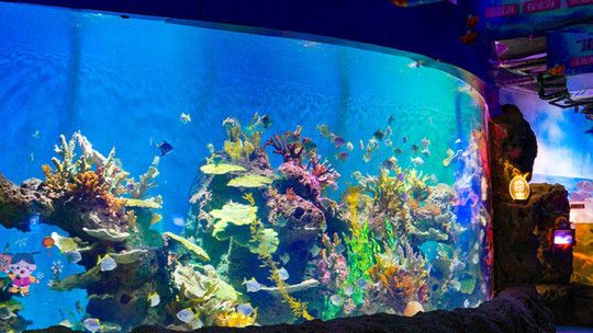 宜宾水族馆：宜宾水族馆宜宾水族馆