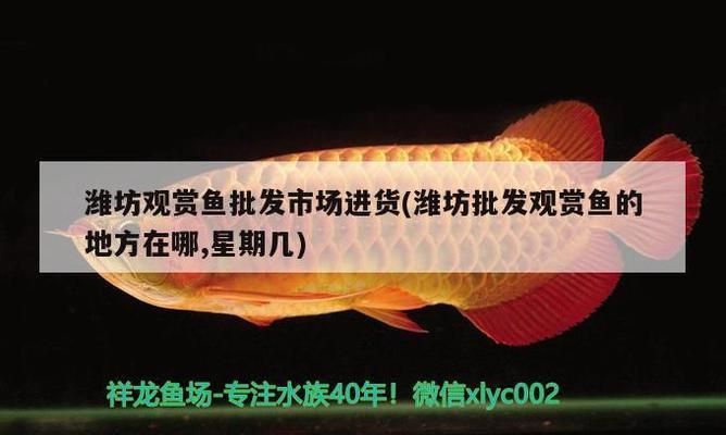 潍坊观赏鱼批发市场：潍坊观赏鱼批发市场特色介绍潍坊观赏鱼批发市场特色介绍 全国观赏鱼市场 第5张