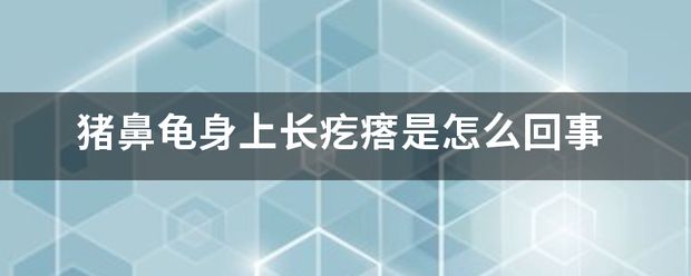 猪鼻龟身上有好多疙瘩：猪鼻龟头上长脓包是怎么回事 猪鼻龟百科 第4张