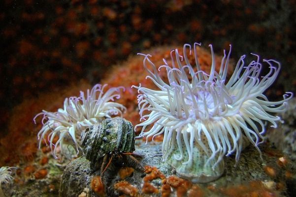 朝阳水族批发市场：北京水族批发市场 全国观赏鱼市场 第5张