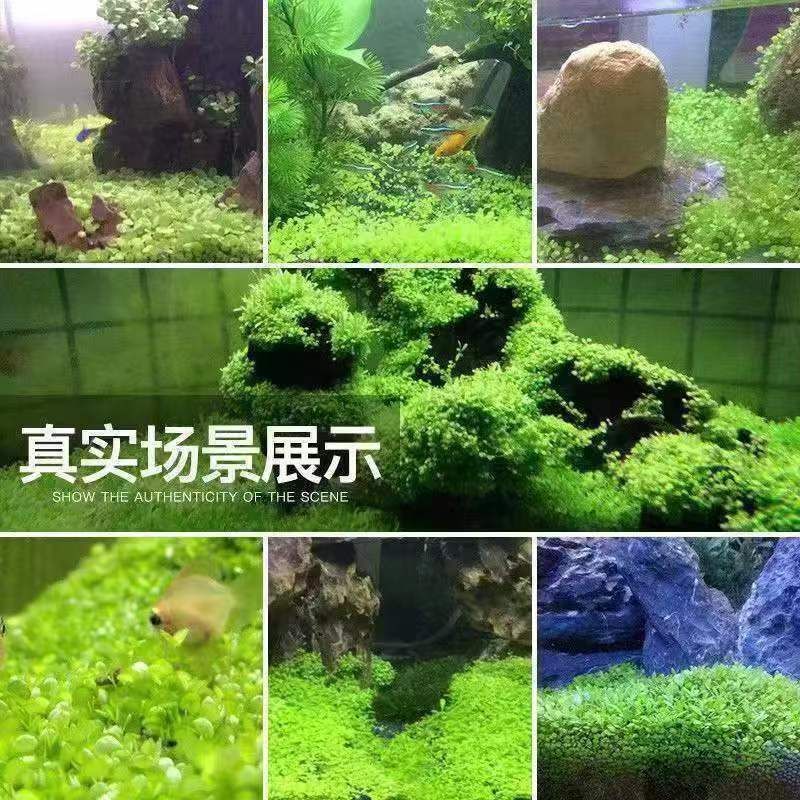 鱼缸水草净化水质效果评估：鱼缸水草养护技巧不同水草净化效率对比鱼缸水草的选择指南 鱼缸百科 第4张