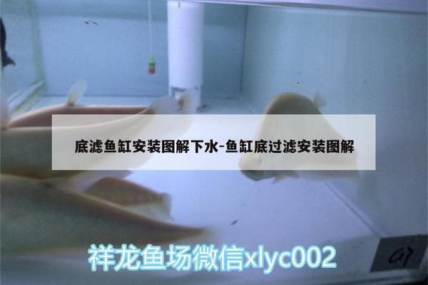 鱼缸底滤安装图解：鱼缸底滤安装图文说明 鱼缸百科 第2张