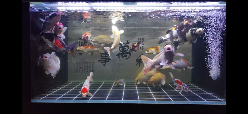 枣庄水族批发市场：枣庄水族批发市场在哪里 全国观赏鱼市场 第4张