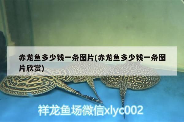 黄石龙鱼专卖店：黄石市有哪些地方可以购买鱼缸 全国观赏鱼市场 第2张