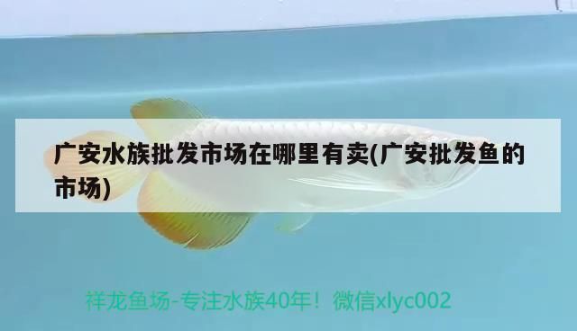 广安观赏鱼批发市场：广安最大的批发市场在哪里 全国观赏鱼市场 第10张