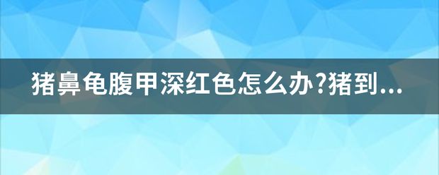 猪鼻龟底部有血丝：猪鼻龟底部出现血丝可能由多种因素引起猪鼻龟底部酸胀 猪鼻龟百科 第2张