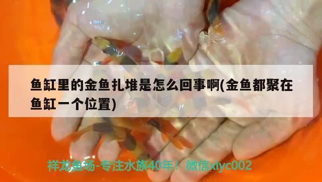 鱼缸里的鱼都聚到一起怎么回事：如何判断鱼缸水质好坏，新鱼入缸适应期注意事项 鱼缸百科 第2张