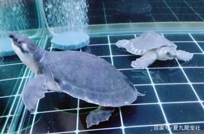 猪鼻龟水温15度会死吗：巴西龟水温多少度最合适 猪鼻龟百科 第5张