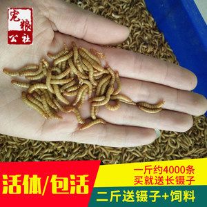 如何挑选过背金龙鱼饲料：如何选择合适的金龙鱼饲料，挑选过背金龙鱼的关键点 金龙鱼百科 第3张