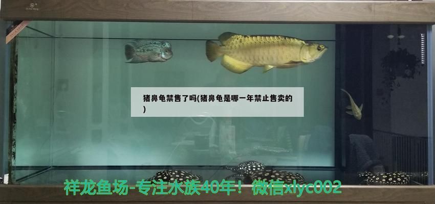 猪鼻龟哪年开始禁止买卖的？：猪鼻龟为什么禁售了吗猪鼻龟是哪一年禁售了吗 猪鼻龟百科 第2张