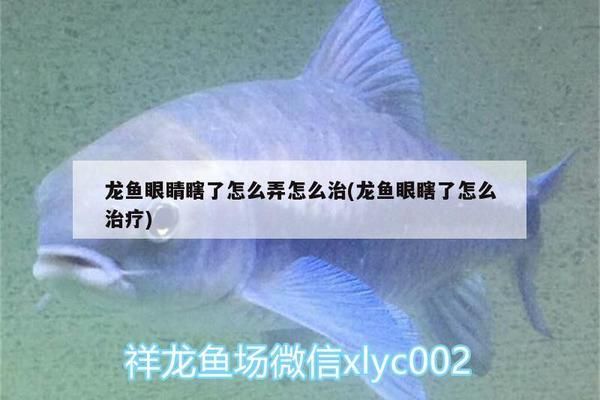 龙鱼一只眼睛瞎了：龙鱼一只眼睛瞎了怎么办