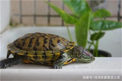 金龙鱼比鲁花便宜好多：为什么金龙鱼比鲁花便宜这么多？ 水族问答 第1张