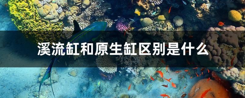 龙鱼缸改原生缸好吗：原生缸养龙鱼的日常维护要点，原生缸养龙鱼的温度控制方法