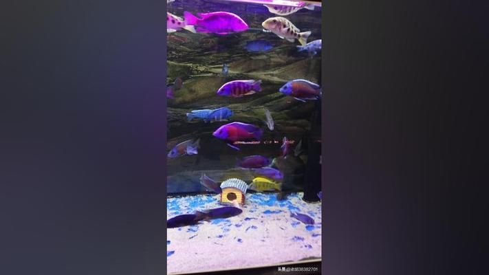 绥化水族馆：绥化市北林区千湖水族馆绥化市北林区千湖水族馆旅游指南 全国观赏鱼市场 第6张