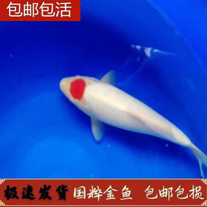 金龙鱼壁画好吗：使用金龙鱼壁画有哪些优点？ 水族问答 第2张