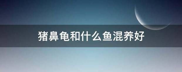 猪鼻龟混养最佳搭配图：猪鼻龟混养水族箱布局 猪鼻龟百科 第11张