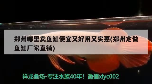 博尔塔拉蒙古自治州观赏鱼批发市场：博尔塔拉蒙古自治州水族批发市场