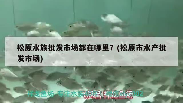 广元水族批发市场：广元水族批发市场价格对比广元水族批发市场价格对比 全国观赏鱼市场 第3张