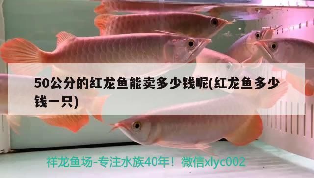 揭阳观赏鱼批发市场：揭阳市揭阳市观赏鱼批发市场 全国观赏鱼市场 第6张