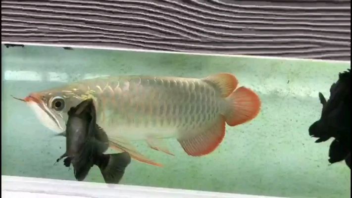 白银水族馆：甘肃白银区友家水族馆电话)-全国水族馆详细介绍 全国观赏鱼市场 第6张