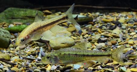 白银水族批发市场：甘肃省白银市水族批发市场位于甘肃省白银市水族批发市场