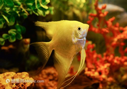 白银水族批发市场：甘肃省白银市水族批发市场位于甘肃省白银市水族批发市场 全国观赏鱼市场 第2张