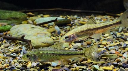 白银水族批发市场：甘肃省白银市水族批发市场位于甘肃省白银市水族批发市场 全国观赏鱼市场 第3张