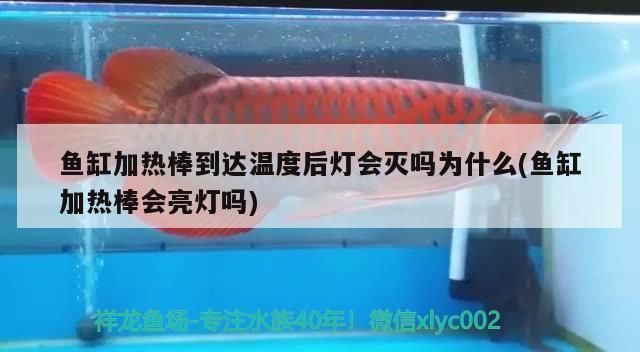 张家口水族批发市场：张家口哪里有批发市场 全国观赏鱼市场 第4张