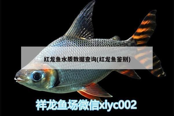 金龙鱼标签设计图：关于金龙鱼标签设计图的疑问 水族问答 第2张