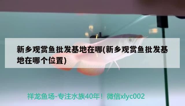 通化龙鱼专卖店：通化龙鱼专卖店和金龙鱼辽阳代理对比通化龙鱼专卖店