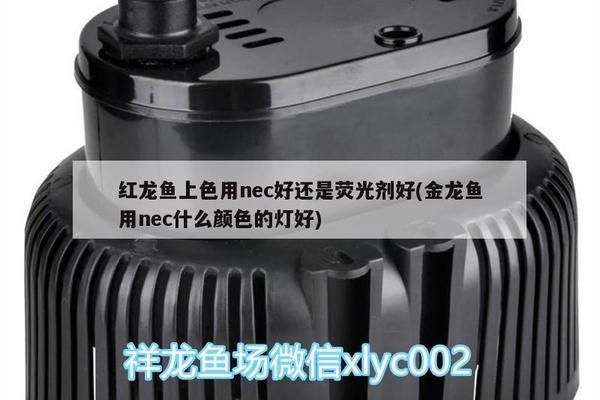 红龙鱼上色用nec好还是荧光剂好：红龙鱼上色时选用nec上色剂或荧光剂各有优缺点 红龙鱼百科 第2张