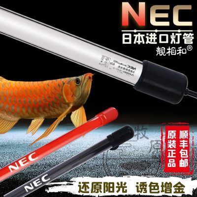 红龙鱼上色用nec好还是荧光剂好：红龙鱼上色时选用nec上色剂或荧光剂各有优缺点 红龙鱼百科 第1张