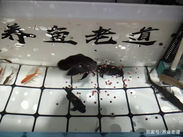 金龙鱼产卵繁殖：关于金龙鱼产卵繁殖的问题 水族问答