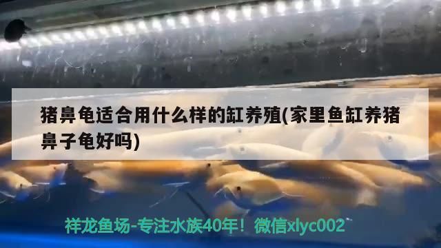 猪鼻龟用多大缸养：猪鼻龟的饲养缸尺寸 猪鼻龟百科 第3张