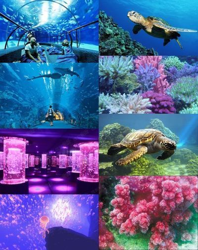 菏泽水族馆：菏泽市水族馆 全国观赏鱼市场 第9张