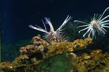 菏泽水族馆：菏泽市水族馆 全国观赏鱼市场 第8张