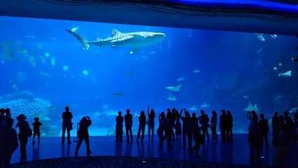 东莞水族馆：东莞杨屋水族馆概述 全国观赏鱼市场 第2张