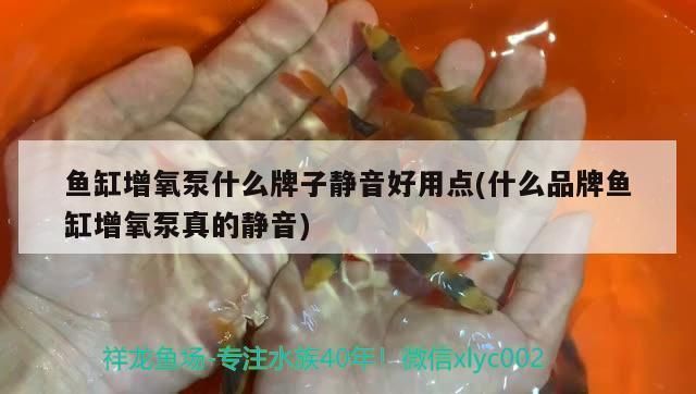 吕梁水族批发市场：吕梁水族批发市场在哪里 全国观赏鱼市场 第5张