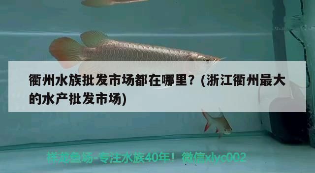 衢州水族批发市场：衢州水族批发市场都在哪里 全国观赏鱼市场 第4张