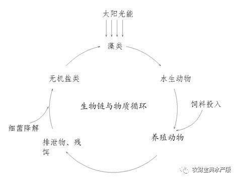 金龙鱼产品系列介绍：关于金龙鱼的问题解答 水族问答 第1张