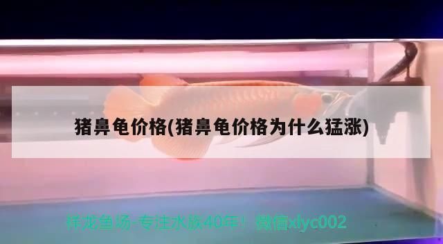 猪鼻龟市场价高不高：猪鼻龟价格在1000元之间，猪鼻龟价格会降吗 猪鼻龟百科 第3张