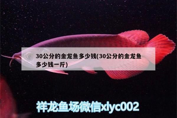 三十公分的金龙鱼多少钱：三十公分金龙鱼价格 金龙鱼百科 第2张